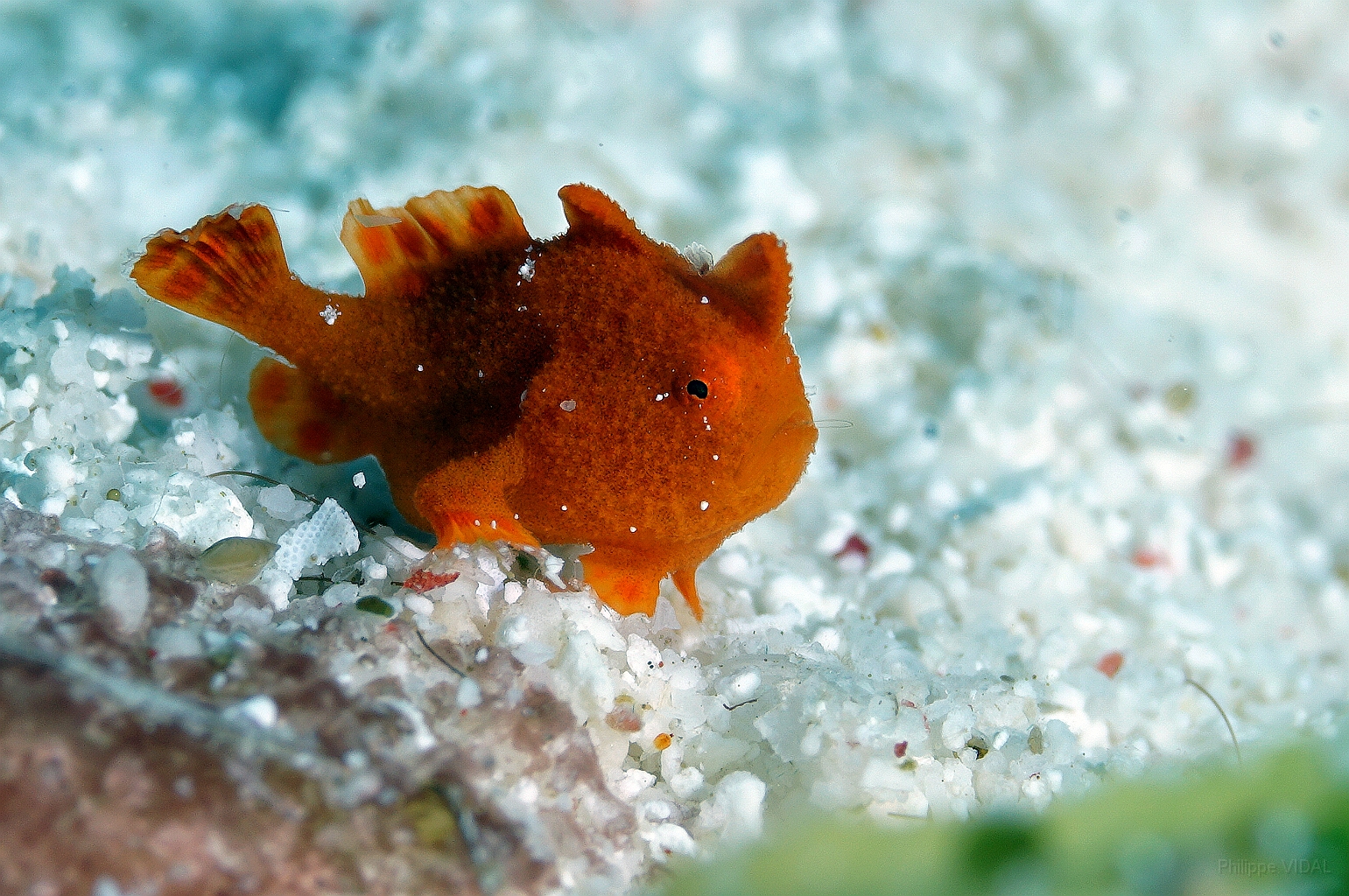 Banda Sea 2018 - DSC06591_rc - Baby frogfish.jpg